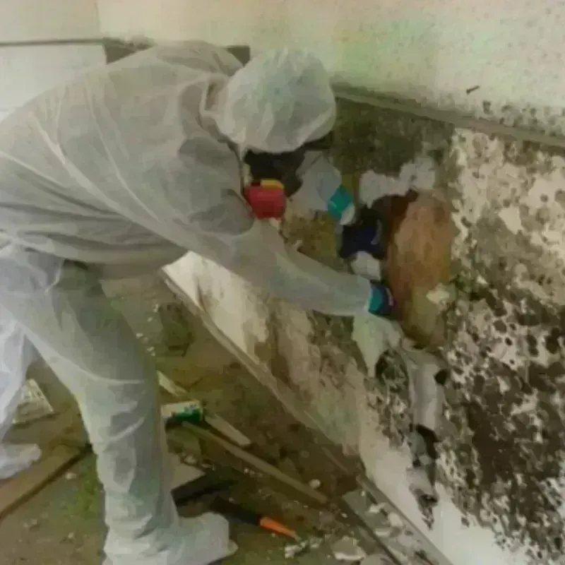 Mold Remediation and Removal in New Kent, VA